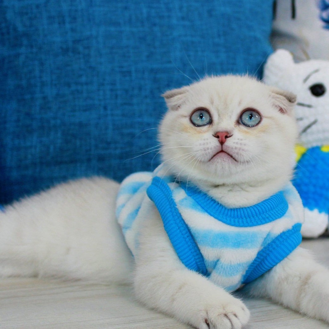 Paris Scottish Fold male, blue golden shaded pointed