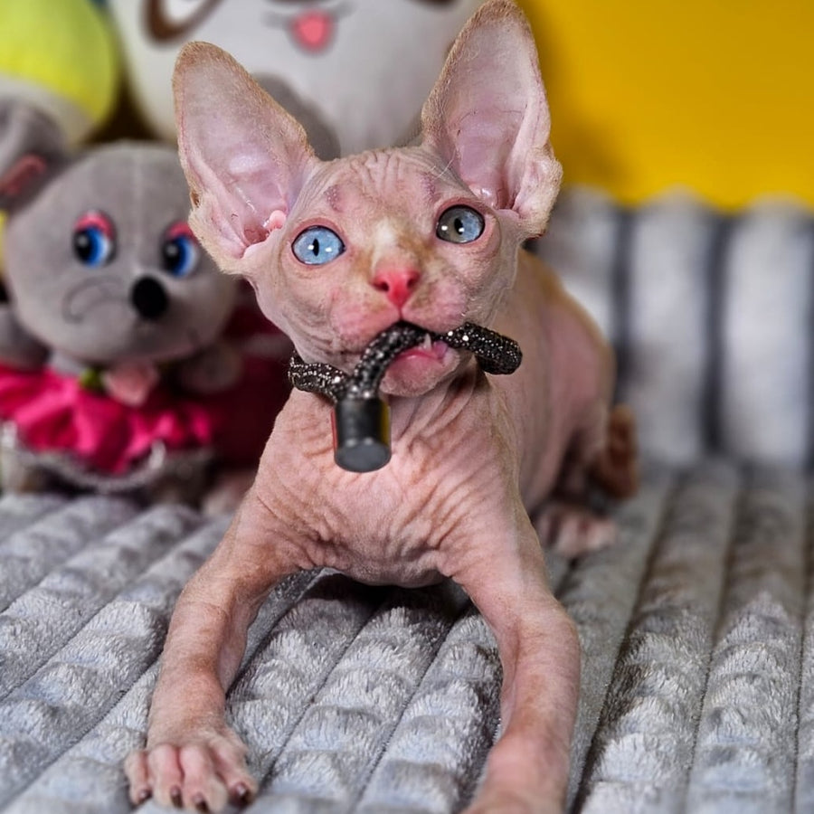 Pharaoh Canadian Sphynx male, red tabby