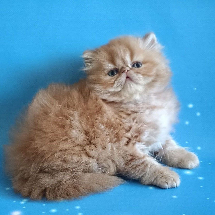 Sonata Persian female, red tabby