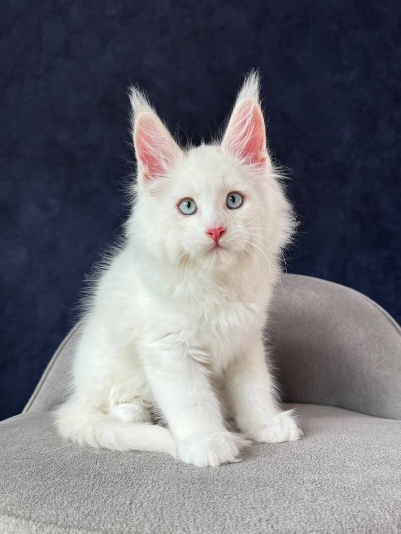 Gambler Maine Coon male, red silver chinchilla with white