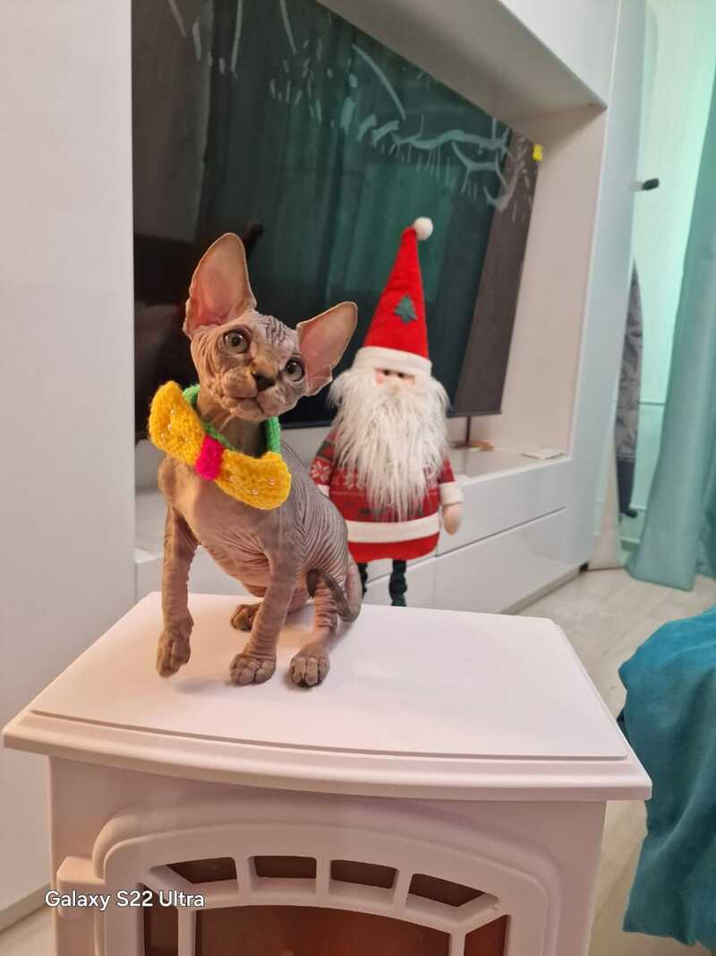 Dasha Canadian Sphynx female black tabby - live animals