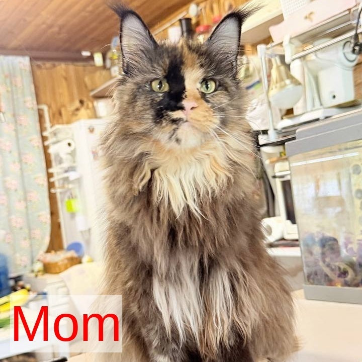 Olenna Maine Coon female, black with white