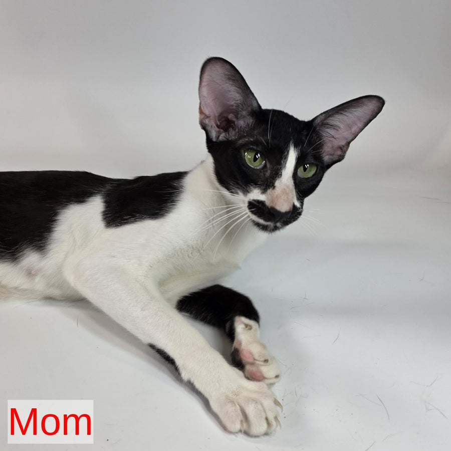 Cookie Oriental Shorthair male, chocolate van