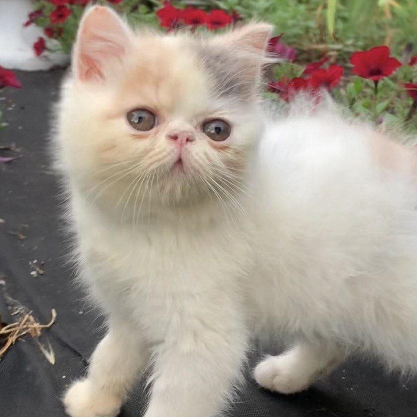 Zara Exotic female, blue tortie harlequin