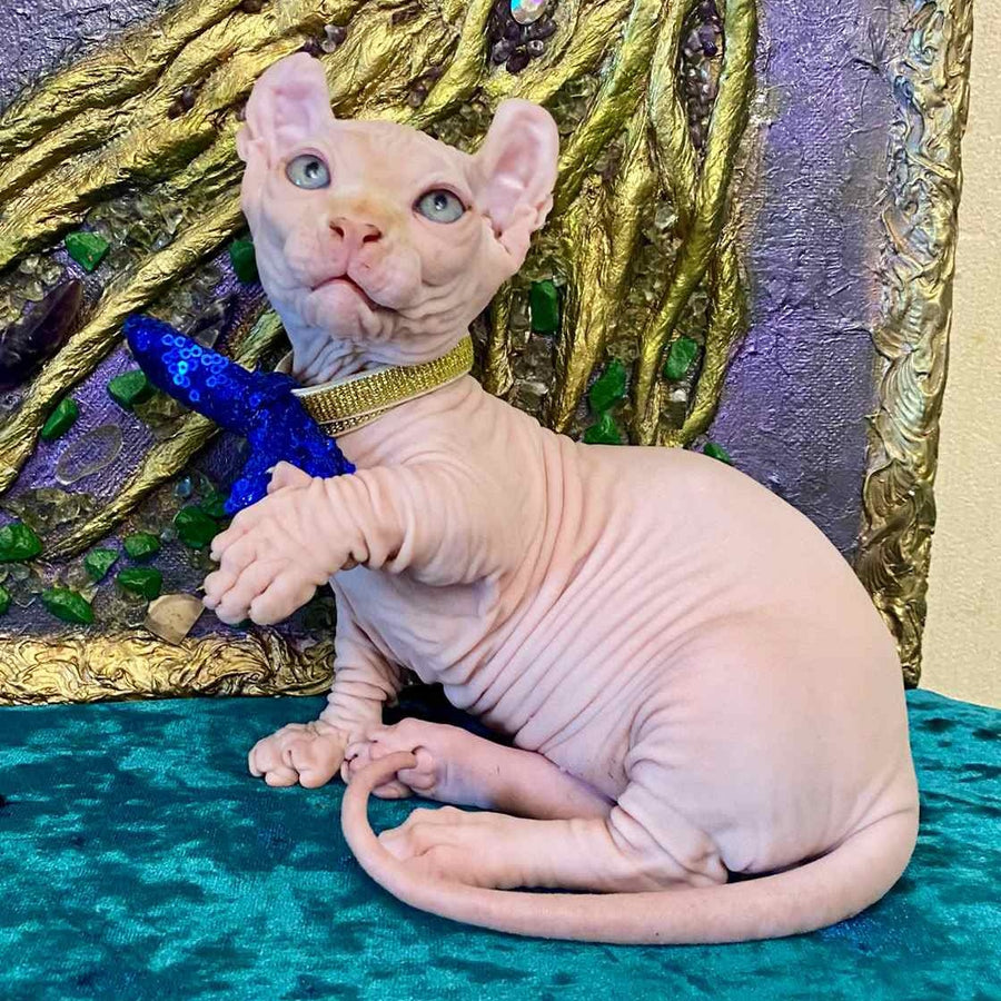 Simba Dwelf male, red pointed