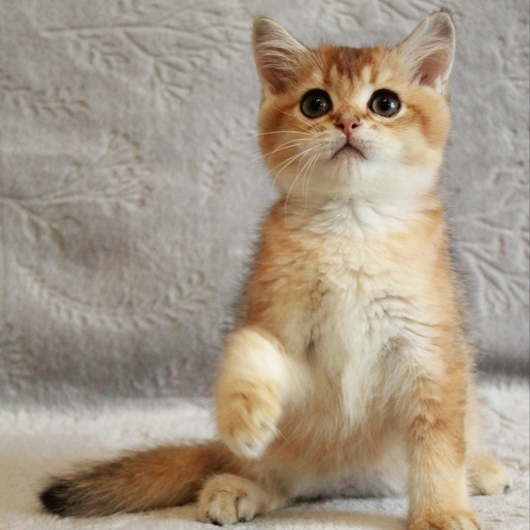 Latte British Shorthair male, black golden shaded