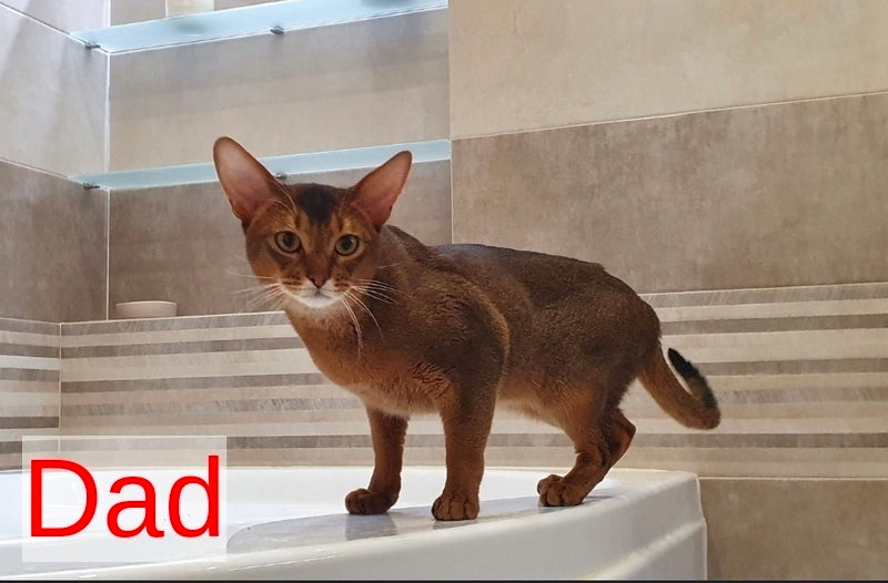 Susie Abyssinian female, ruddy