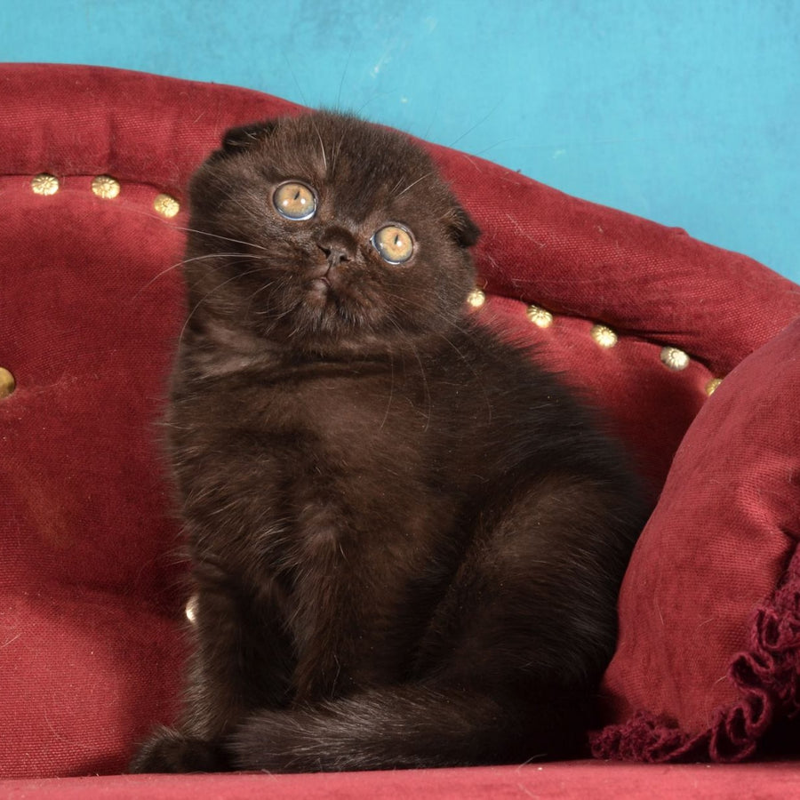 Imbir Scottish Fold male, black