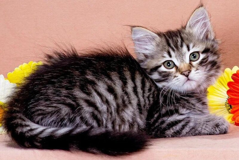 Dastin Siberian male black spotted tabby - live animals