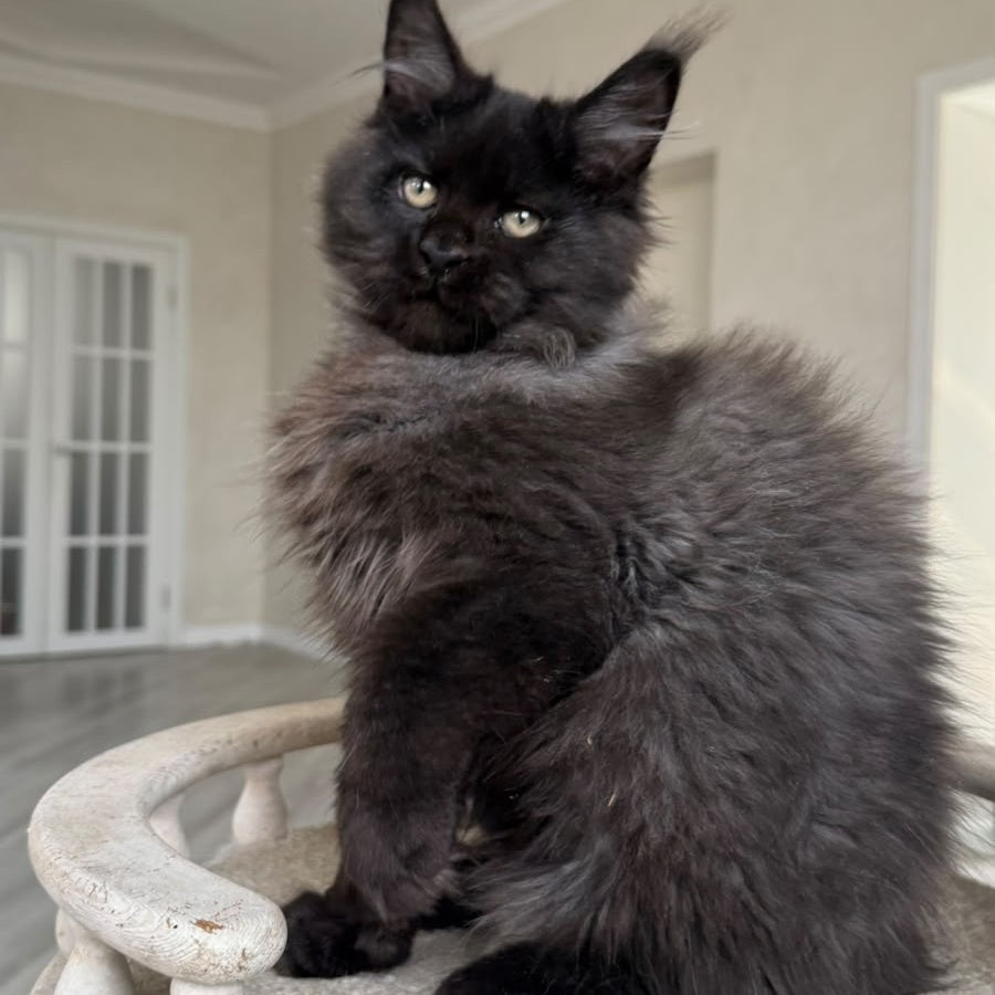 Tibet Maine Coon male, black silver