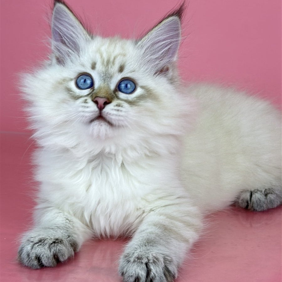 Bastian Siberian male, black tabby pointed bicolour