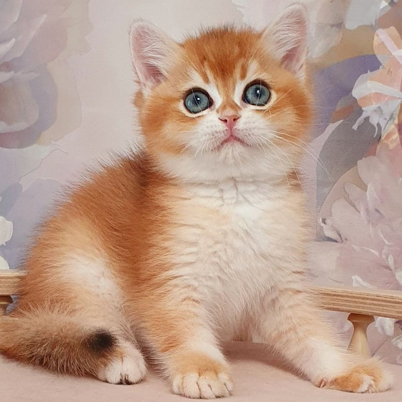 Walter British Shorthair male, black golden chinchilla