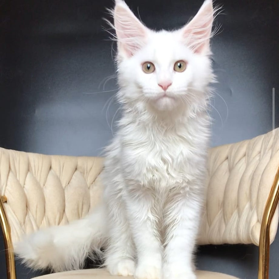 Xia Maine Coon female, white