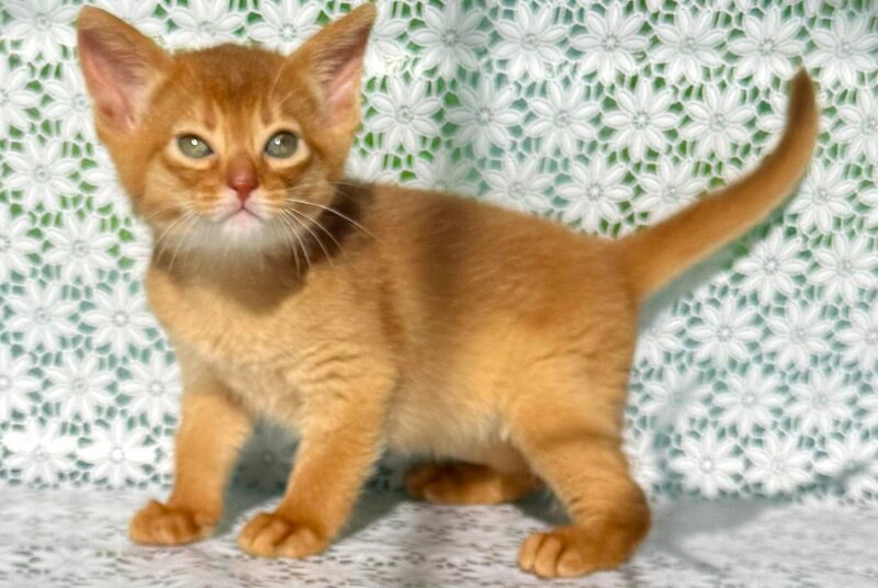 Bastet Abyssinian female sorrel - live animals