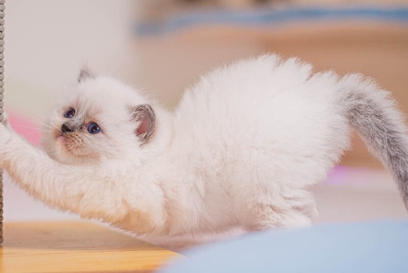 Wendy Ragdoll female, blue mitted