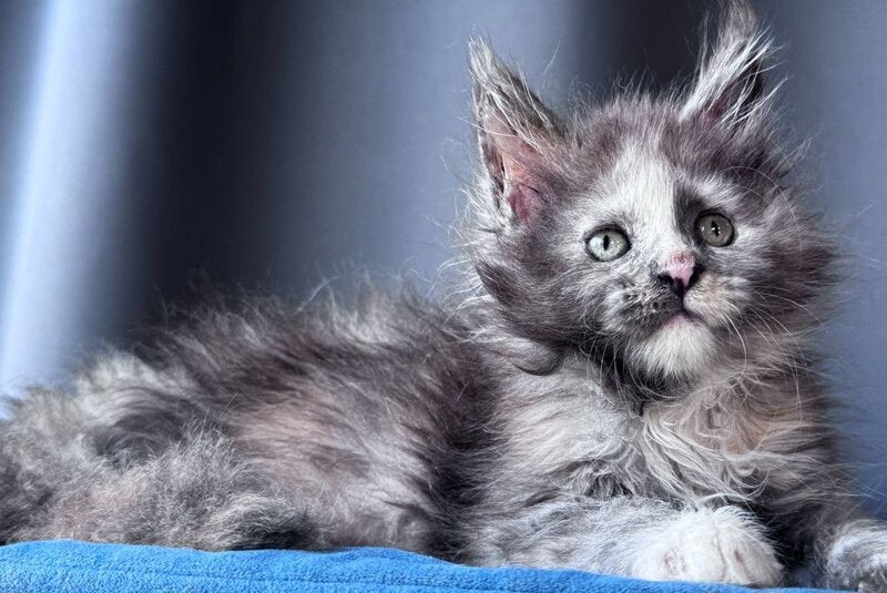 Vanilla Sky Maine Coon female, blue tortie