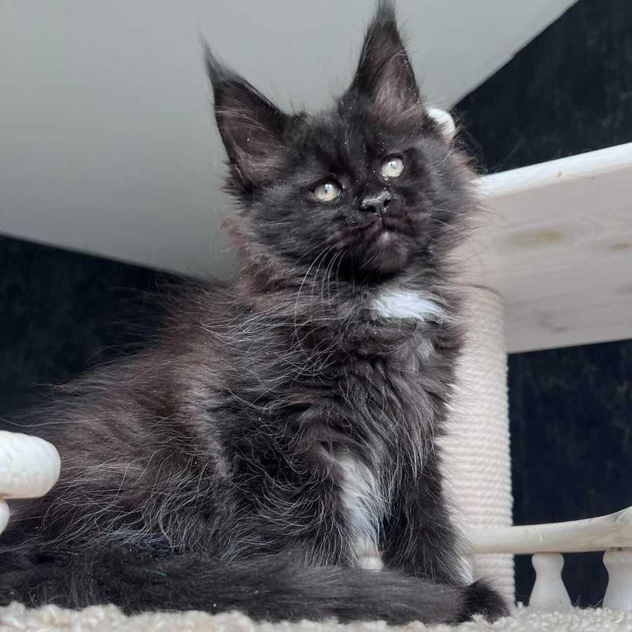 Onix Maine Coon female, black with white