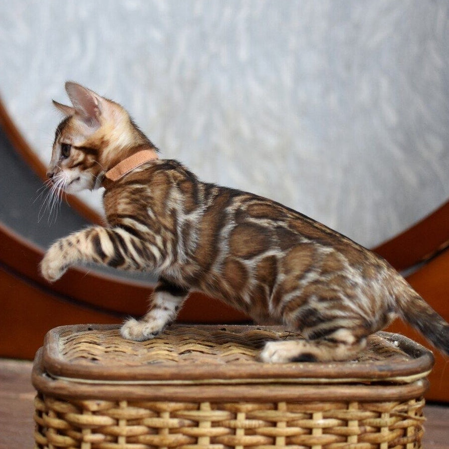 Anthey Bengal male, black spotted tabby