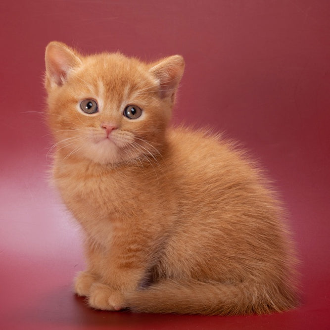 Quoddy British Shorthair male, red