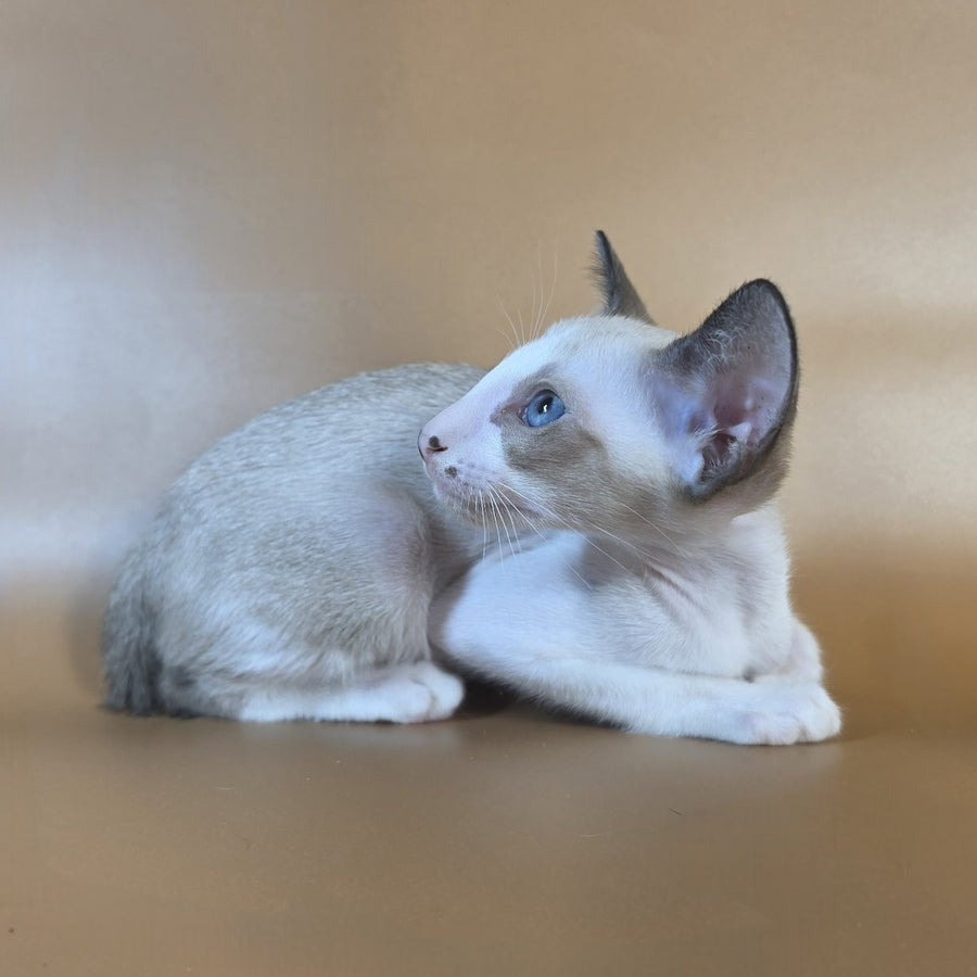 Cheesecake Oriental Shorthair male, black mitted