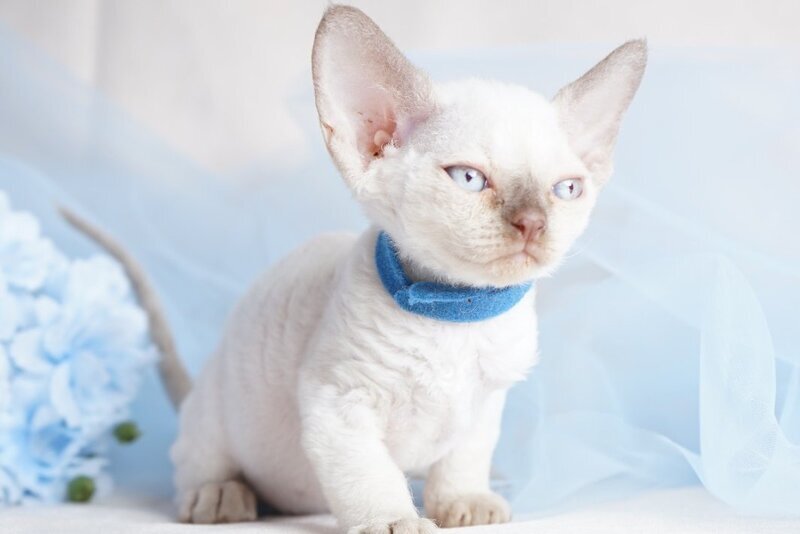 Oskar Devon Rex male, cinnamon pointed