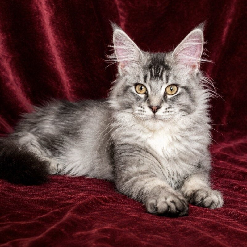 Hailen Maine Coon male, black silver ticked tabby