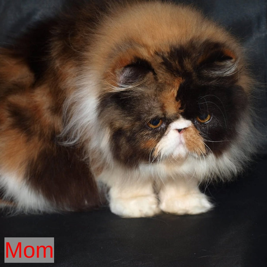 Nilson Persian male, red tabby
