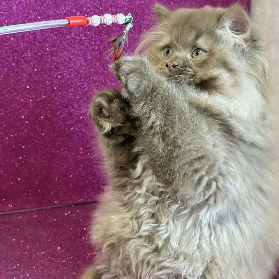 Edgar British Longhair male, cinnamon