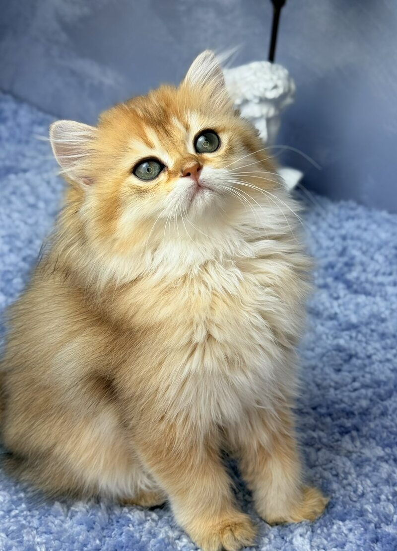Dasha Scottish Straight female black golden shaded - live animals