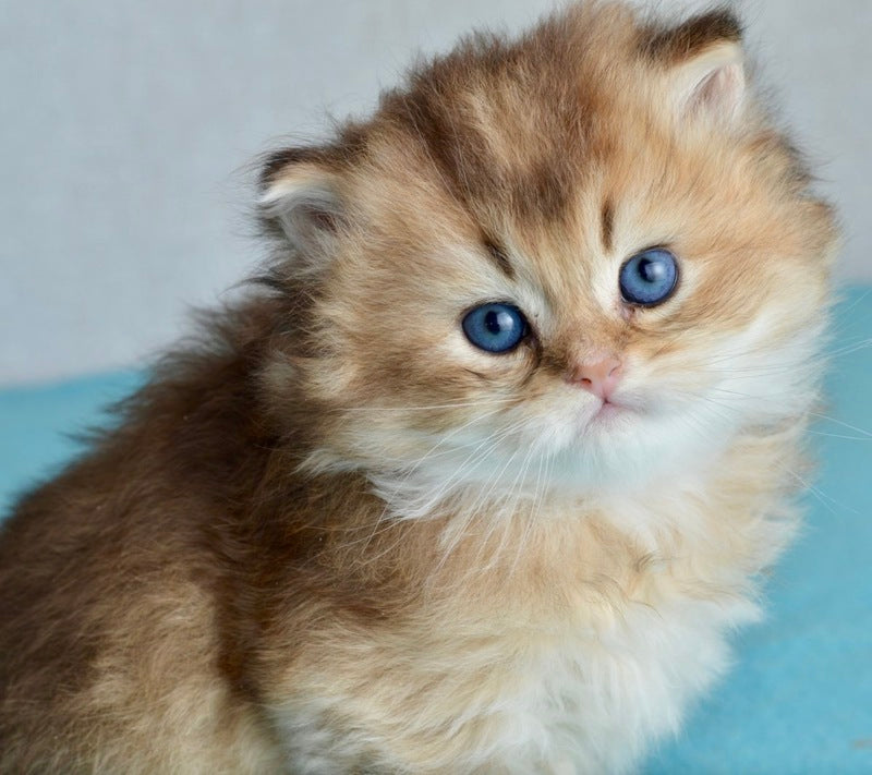 Sultan British Longhair male black golden shaded - live animals