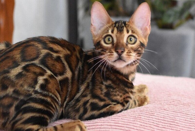 Goliaf Bengal male black spotted tabby - live animals