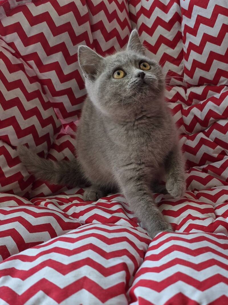 Selena British Shorthair female lilac - live animals