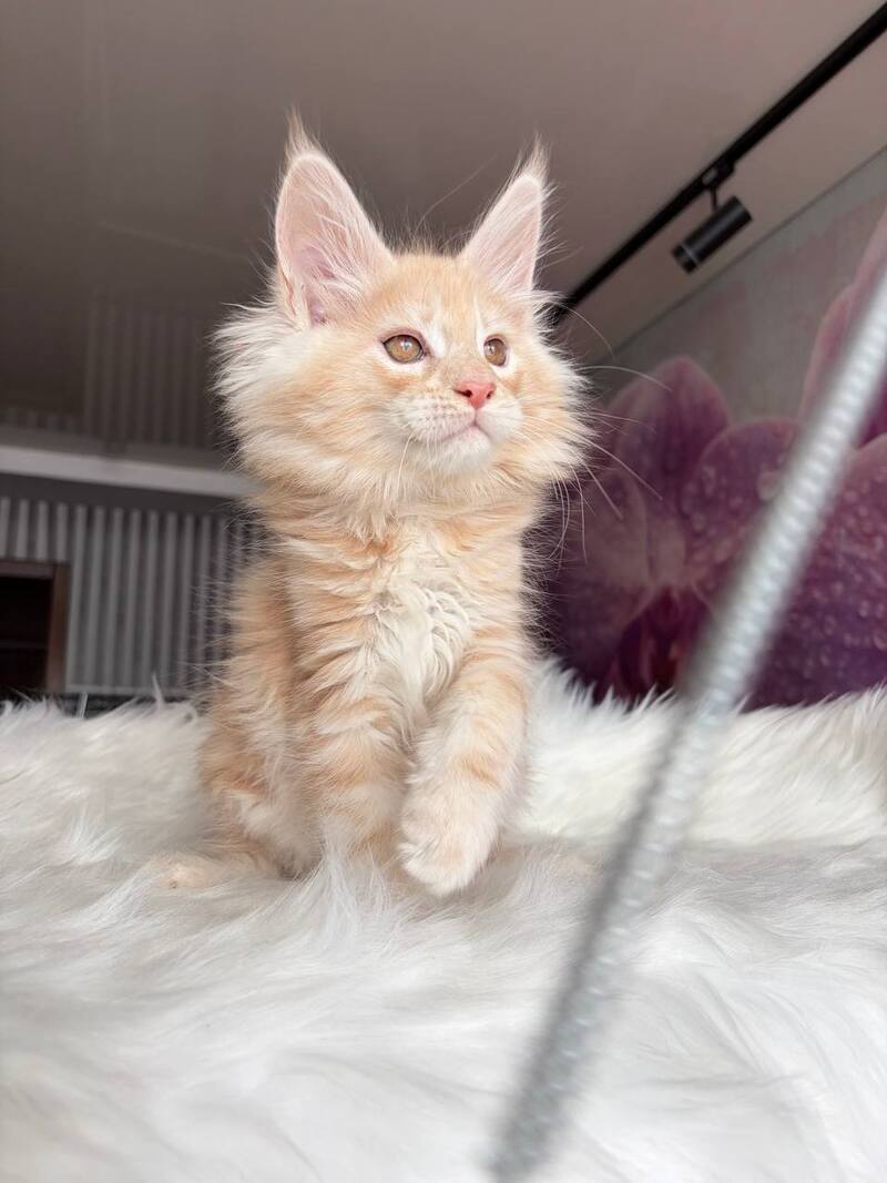 Wisdom Maine Coon male, cream silver tabby