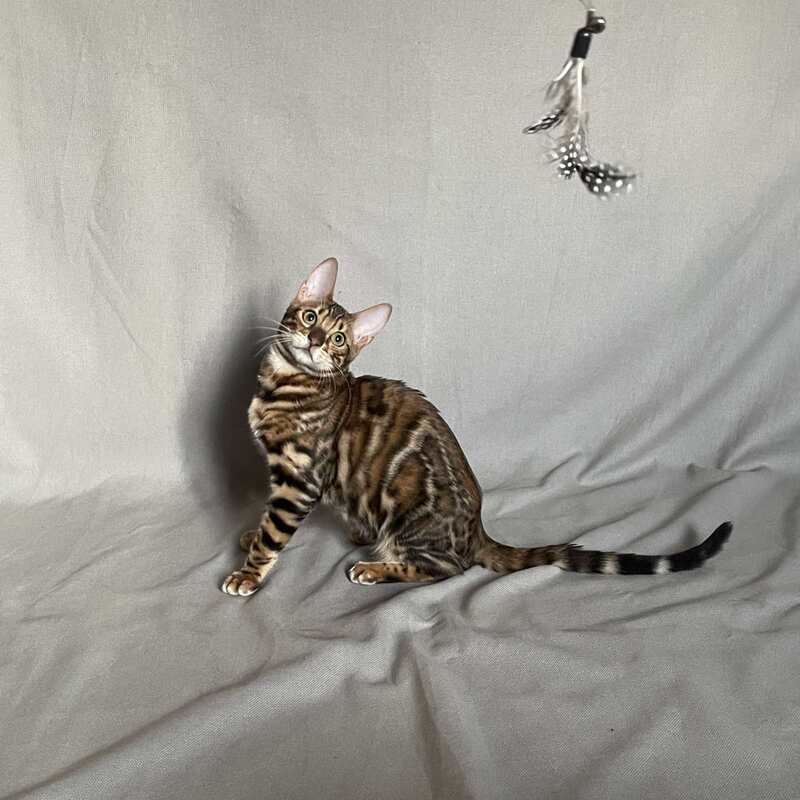 Joker Bengal male, black spotted tabby