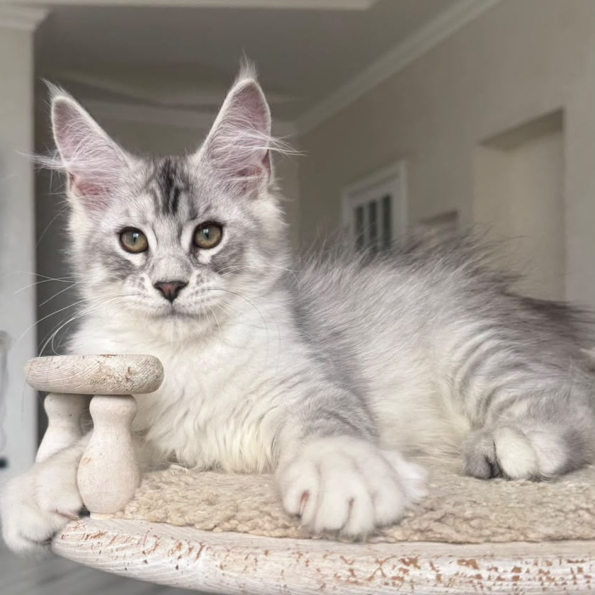 Pegasus Maine Coon male, black silver tabby