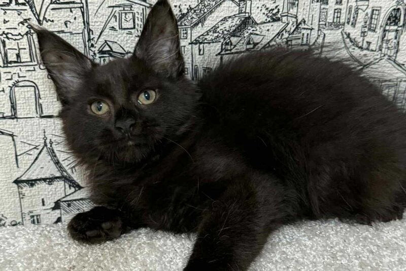 Fenomen Maine Coon male, black