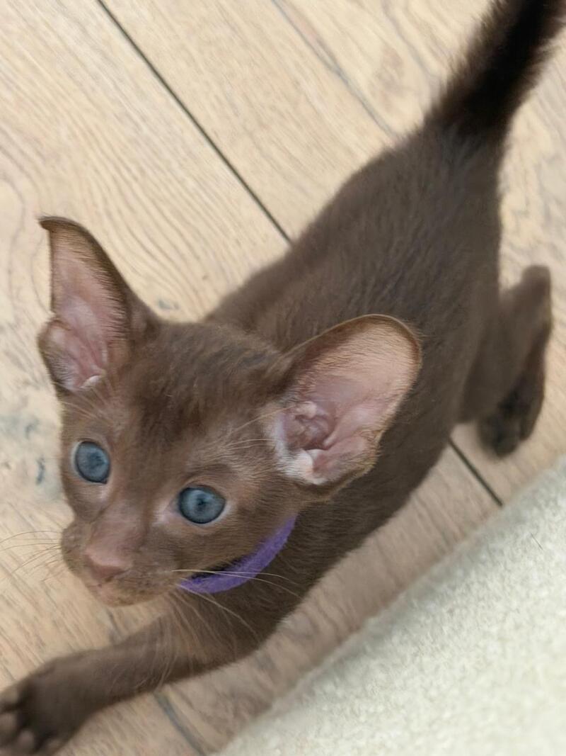 Amira Oriental Shorthair female chocolate - live animals