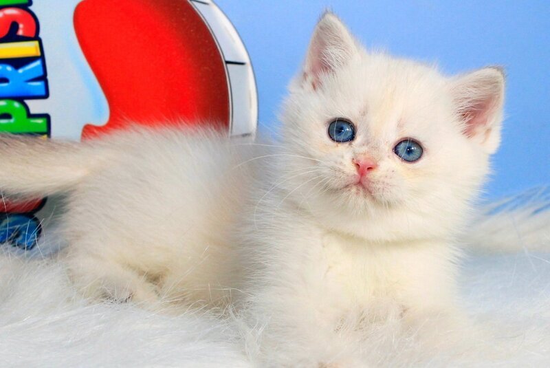 Princess British Shorthair female blue golden shaded - live animals