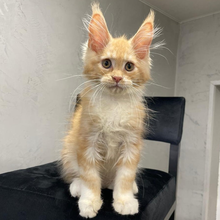 Nikita Maine Coon male, red silver with white