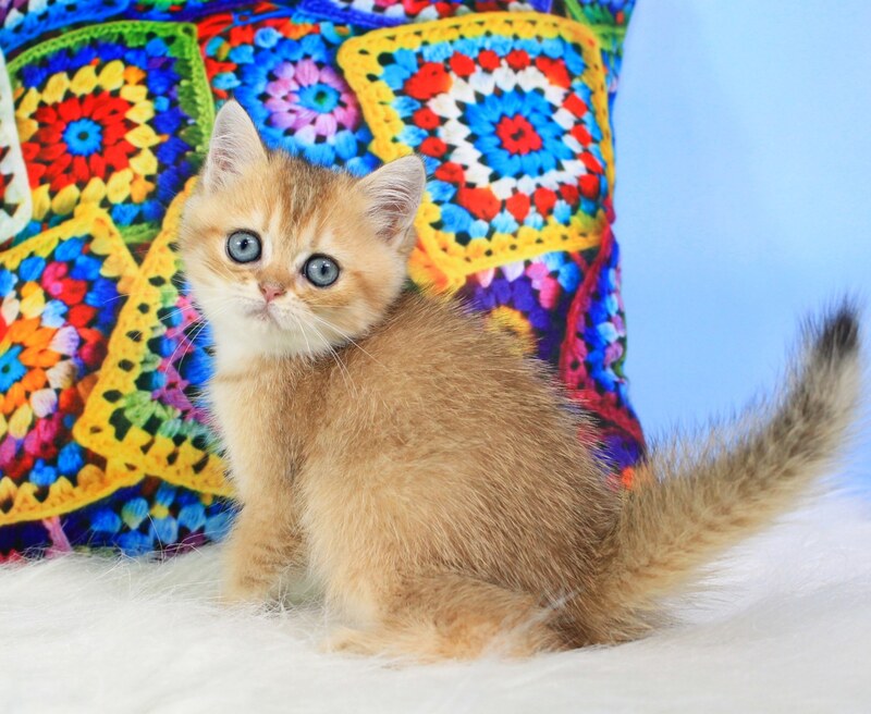 Raphael British Shorthair male, black golden shaded