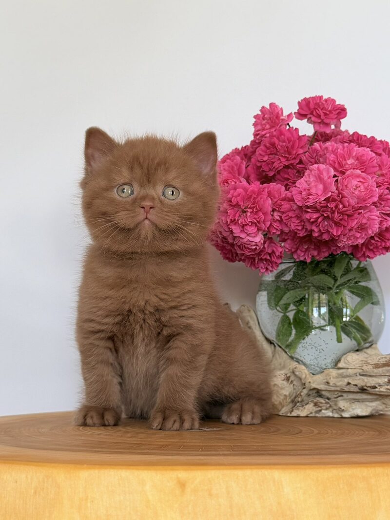 Finn British Shorthair male, cinnamon