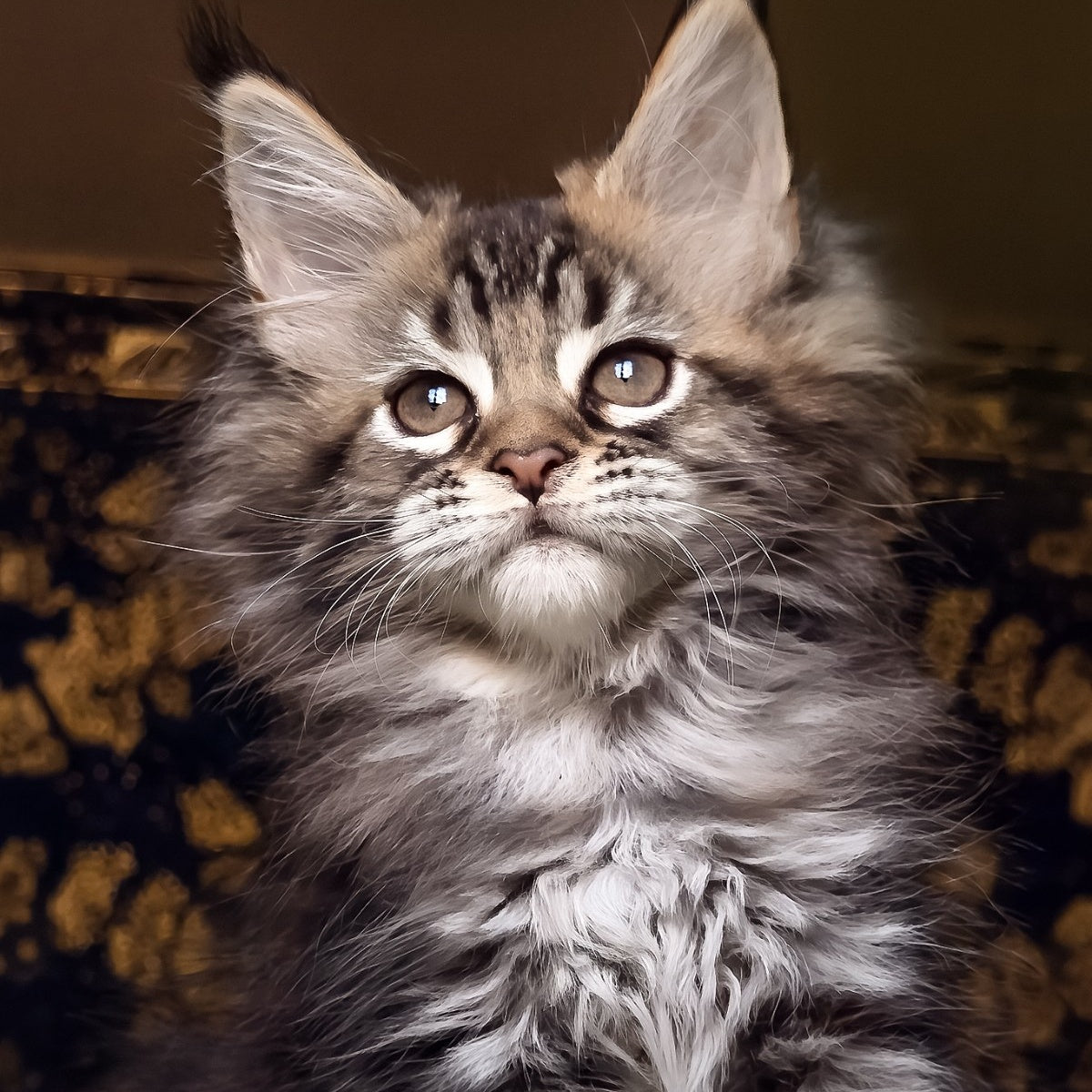 Iriska Maine Coon female, black tortie tabby