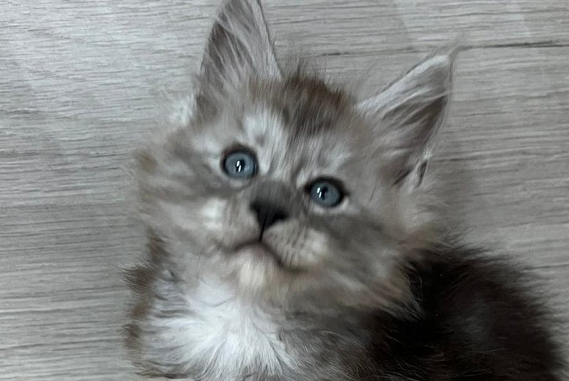 Puma Maine Coon female, black silver