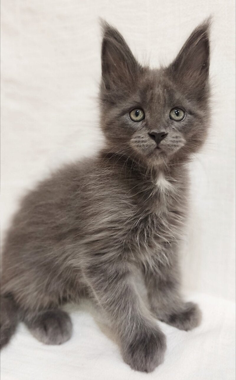 Drhonik Maine Coon male, blue silver with white