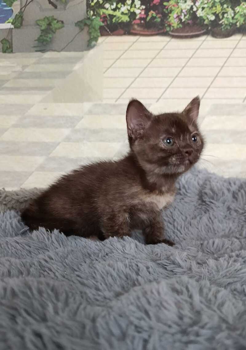 Ruby Dol Burmese female lilac tortie - live animals