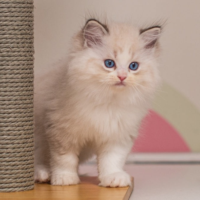 Xanty Ragdoll female, seal lynx bicolour