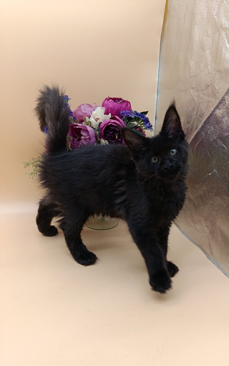 Iris Maine Coon female black silver - live animals