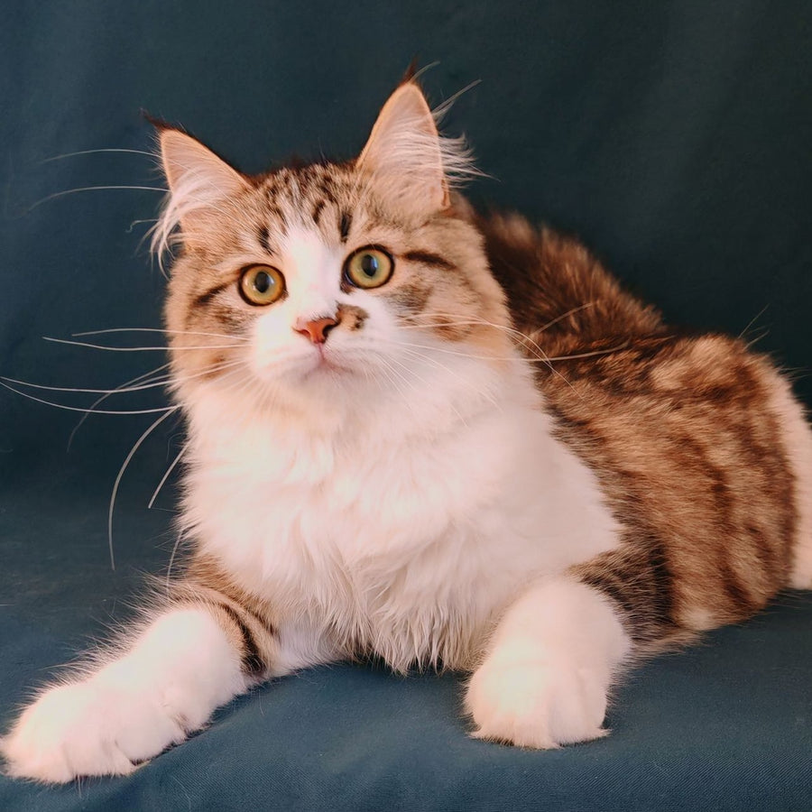Pyatnyshko Siberian male, red bicolour spotted tabby