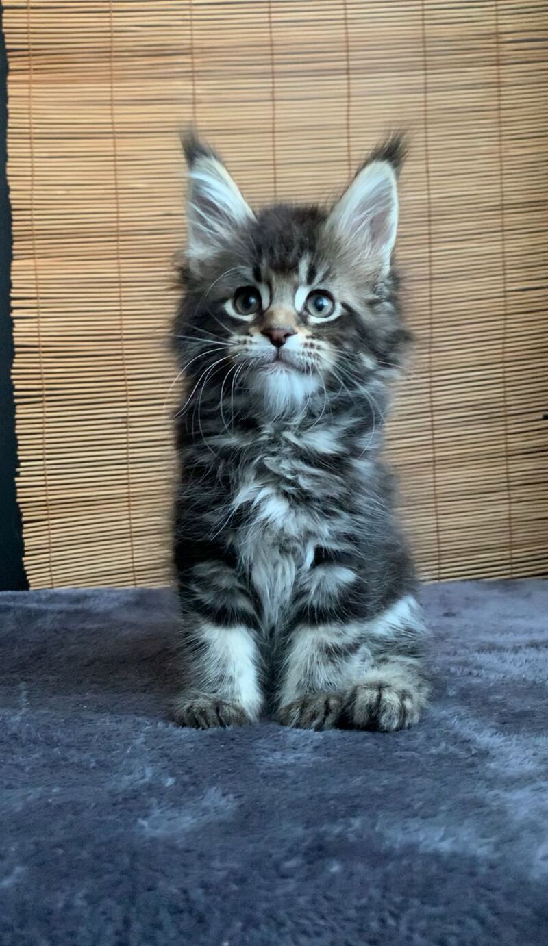 Lorelei Maine Coon female black tabby live animals