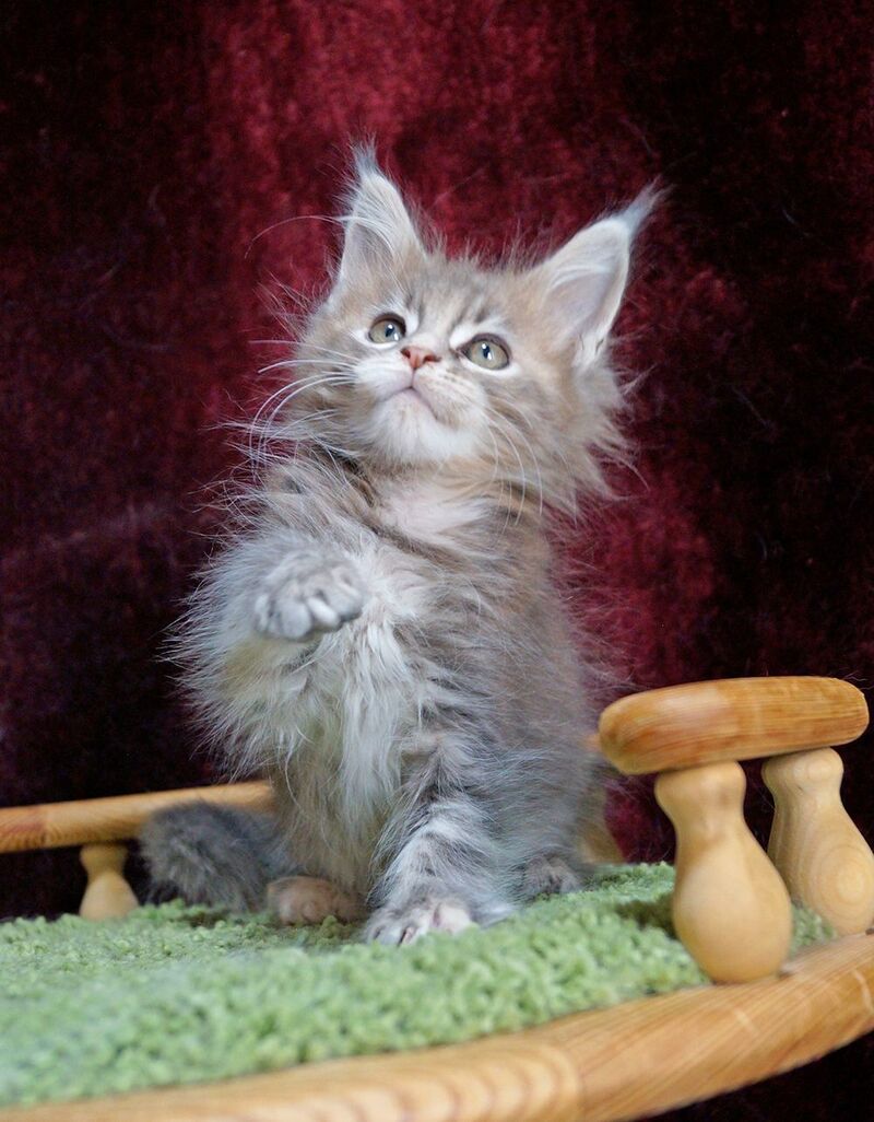 Ofeliya Maine Coon female blue tortie silver tabby - live animals